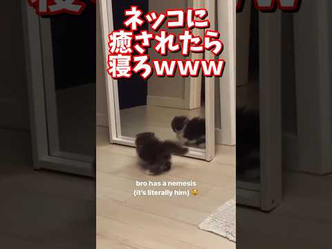 ネッコの動画で笑ったら寝ろｗｗｗ　#2ch動物スレ  #動物  #猫 #癒やし #ねこ  #ネコ