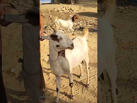 #goatfarming #livestock #viralvideo #top #trading #goatmilk #rating #Wow