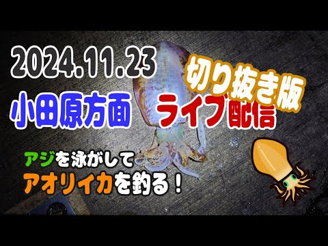 【切り抜き】アジの泳がせ ウキ釣りアオリイカ！20241123配信済み