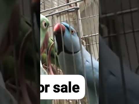 #saleupdate #parrot #pet #bird #male  subscribe chanel