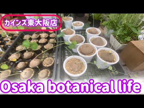 🍃Osaka botanical life🍃カインズ東大阪店に行ってきました🌟