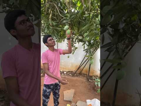 Harvesting mangoes