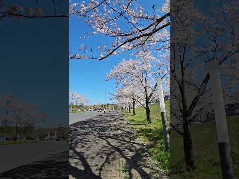 2024/04/10 🇯🇵 琦玉 大學校園裡櫻吹雪 🌸🌸🌸 #shorts #sakura #saitama