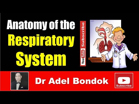 Anatomy of the Respiratory System, Dr Adel Bondok Making Anatomy Simple