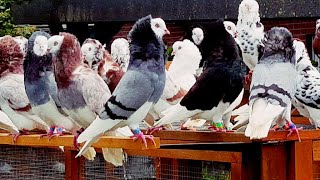 Old dutch Capuchine pigeons ♡, All Colors ♡, Altholländische Kapuziner Tauben ♡, Alle Farben ♡