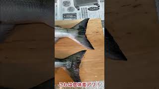 アキアジの雌雄見分け方 #アキアジ #鮭釣り #アキアジ釣り