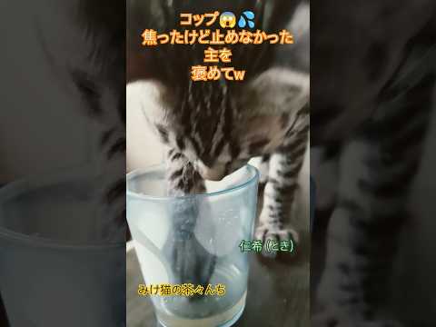 おやめ下さい子猫　#funny #猫好きさんと繋がりたい #子猫