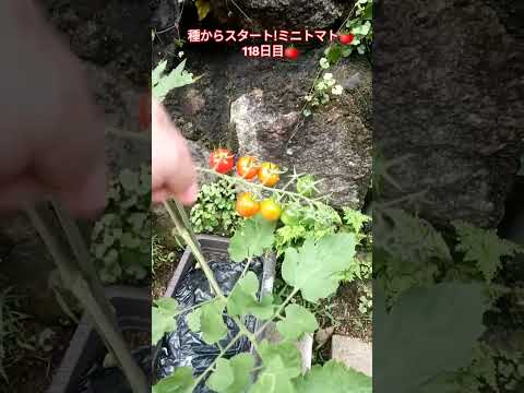 種からスタート!ミニトマト🍅118日目🍅 #shortsfeed #家庭菜園 #種から育てる #ミニトマト栽培