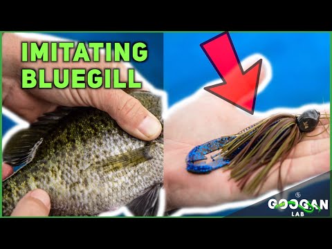 HOW TO CATCH BIG BASS by IMITATING BLUEGILL! ( Fishing Tips )