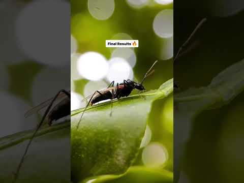 Canon Macro Lens for Smartphone Macro Photography #macro #smartphone #macro #camerareview