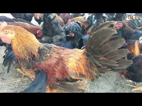 Model of environmentally friendly free range chicken farming