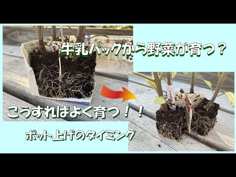 ミニトマトのセル苗をポット上げする