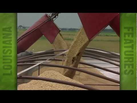 Rice Harvest at Thibodeaux farm (2004)