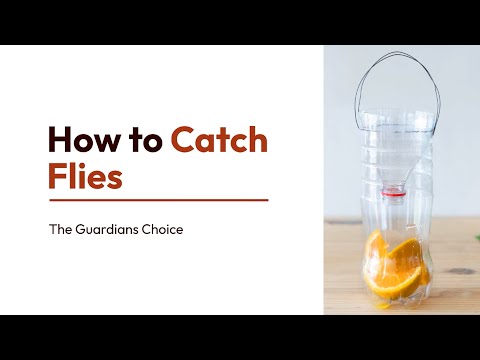 3 Ways to Catch Flies | How to Catch Flies | The Guardians Choice