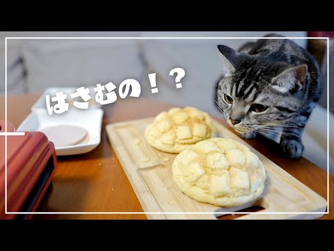 メロンパンをホットサンドメーカーではさもうとしたら愛猫がこの表情ですw