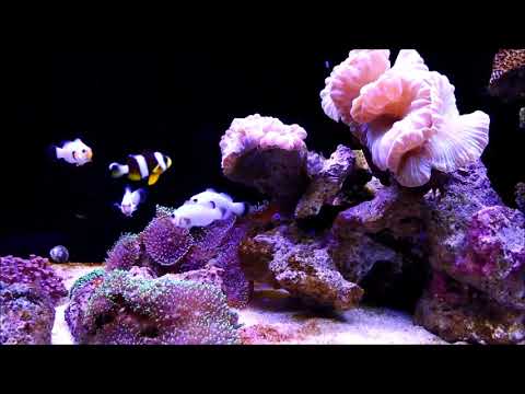 人工白金小丑和排骨珊瑚Wyoming White Ocellaris Clownfish & Fox Coral