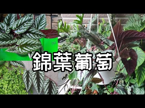 我的錦葉葡萄|肆無忌憚的攀爬高手|葉片相當鮮豔亮麗|植物男子