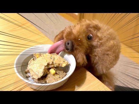 とんでもない顔でご飯をフライングゲットする犬。