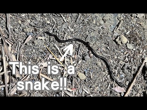 I Found a Snake!! Yes, It's a Snake!!