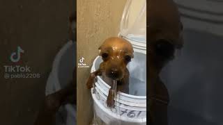 Bañaron a un inocente 😔🤣 #youtubeshorts #parati #perritos