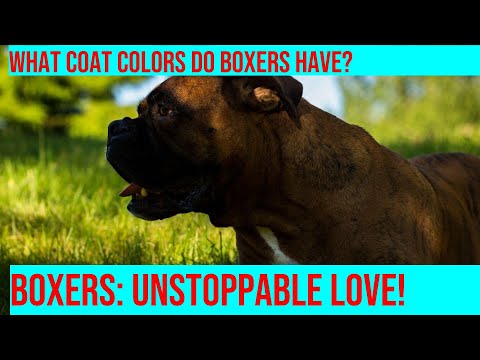 Boxer Coat Colors & Patterns: A Visual Guide