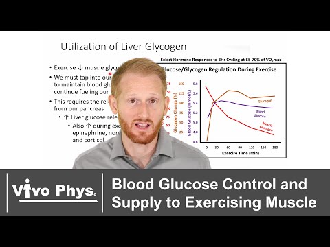 Blood Glucose Control and Supply to Skeletal Muscle During Exercise