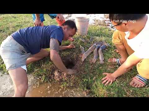 Discovered Lungfish Living With Extremely Poisonous Black Yellow Snake