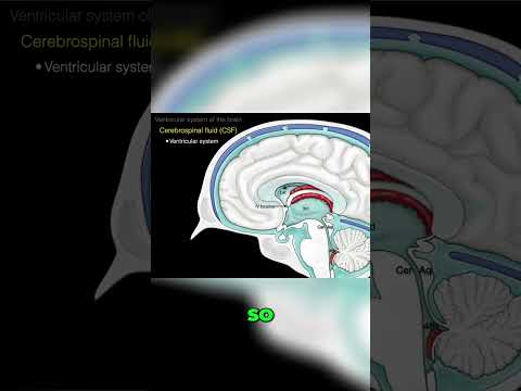 Choroid Plexus explained #shorts  #science #anatomy #doctor