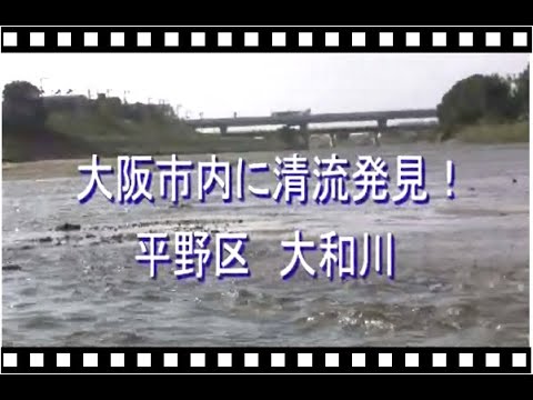 大阪市内に清流発見！（大阪市平野区　大和川）