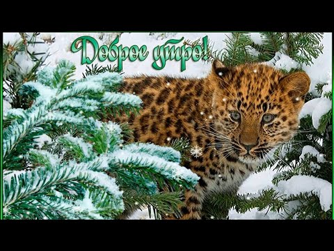 ❄️С добрым зимним утром❄️ Музыкальная открытка