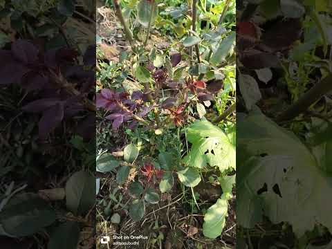 rose plant cutting. #farming #plants #freyfarmenterprises #farmer #agriculter #horticulture