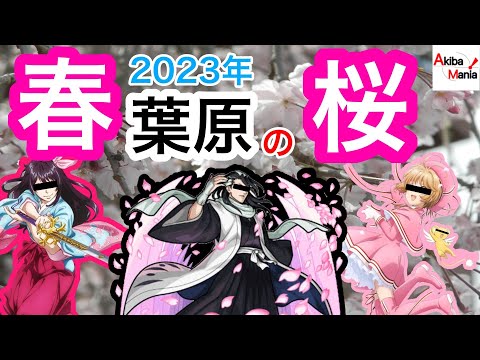 【2023年春】桜が満開の秋葉原でお花見をしてみた件！【春葉原】