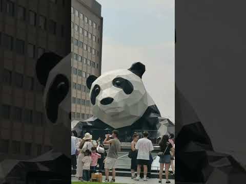 Giant Panda of ChunXi Road#yohoexpo