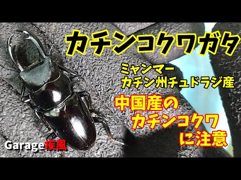 カチンコクワガタ羽化　中国産のカチンコクワに注意！　#クワガタ #カブトムシ