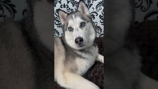 My husky repeats everything I say! #husky #dogvideos #dogtraining #dogshorts #doglovers #dogs