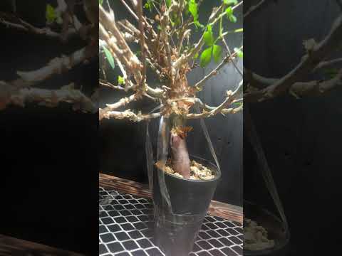 1円スタート  現地株 発根済み 出葉済み コミフォラ カタフ ターカネンシス 良形 希少 輸入 Commiphora kataf ver.turkanensis 塊根植物 洋 盆栽 灌木 低樹木