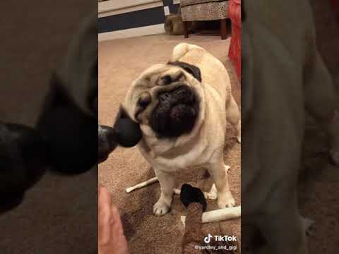 New puppy Video on tiktok trend doge with vibrater