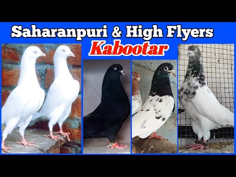 Top 5 Indian High Flying pigeons !! Arshad idrisi pigeon And Shakti Bhai Gujarat