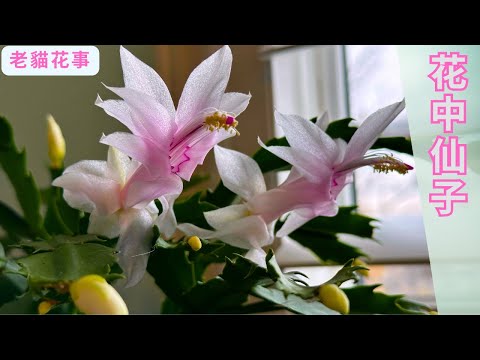 老貓花事 ——白色蟹爪蘭，仙氣飄飄  #蟹爪兰 #蟹爪蘭