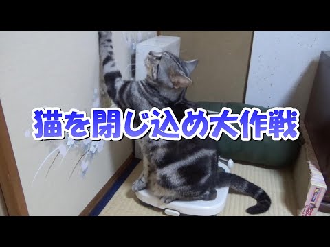 猫を閉じ込め大作戦！猫の大脱走！（アメリカンショートヘア）