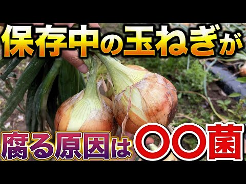 【長期保存のコツ】玉ねぎを翌年まで保存するために押さえておかなければならない事について