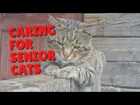 Tips for Adopting a Senior Cat | Two Crazy Cat Ladies