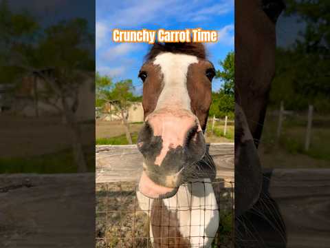 🥕🥕 #countrylife #horse #precious #texas #horselover #horsegirl #cutepetshorts #horses #horseriding