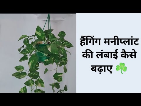 Money plant ko kaise badhaye | money plant growth hacks  | Hanging Money Plant Hacks