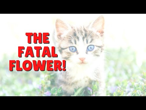 Deadly Flower To Keep Away From Cats | Two Crazy Cat Ladies