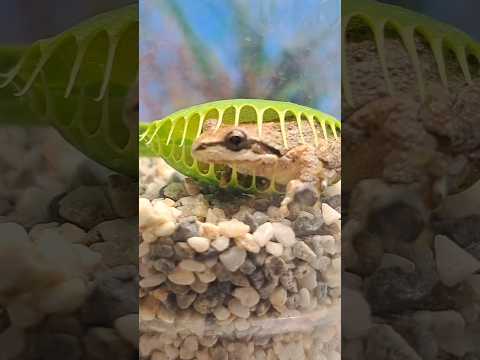 Venus Flytrap Carnivorous Plant