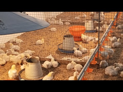 Poultry farm day 8 start || broiler chicken feeding and brooding || 1st week chicks 230 gm weight