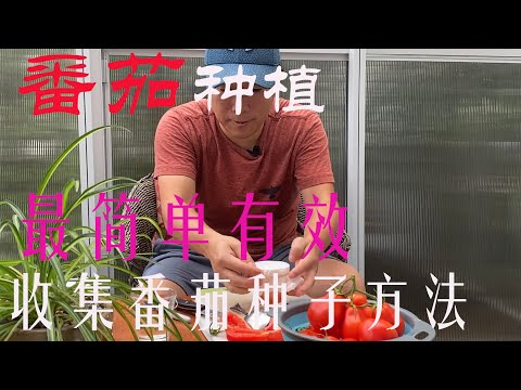 【渔耕笔记】种番茄 |  番茄/西红柿种植 留种最简单有效二个方法