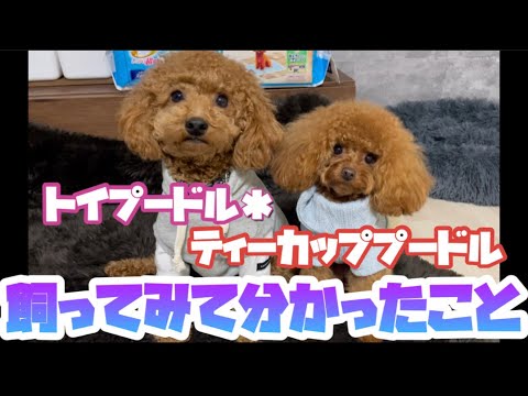 実際に飼ってみて分かった違い【トイプードル＊ティーカッププードル】