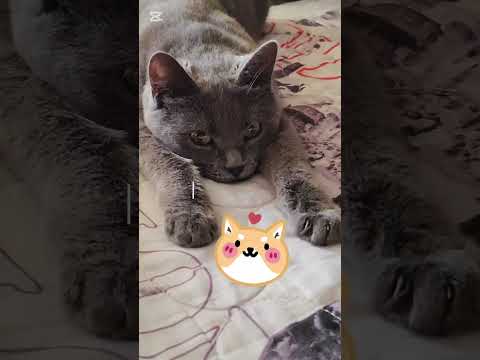 Какое доброе утро!🐱#нашамауси #домашнийпитомец #shorts